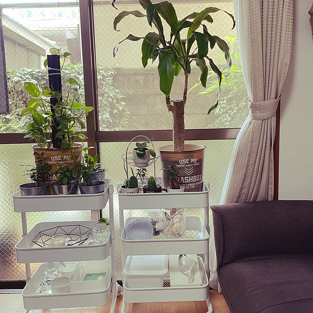 観葉植物のある暮らし/観葉植物/ダイソー/IKEA/ニトリ...などのインテリア実例 - 2023-06-28 12:18:31