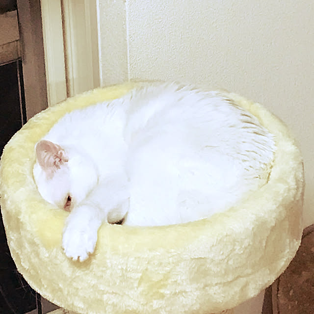 Sayakoさんの実例写真