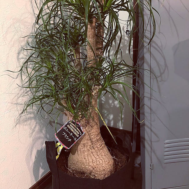 haluさんの実例写真