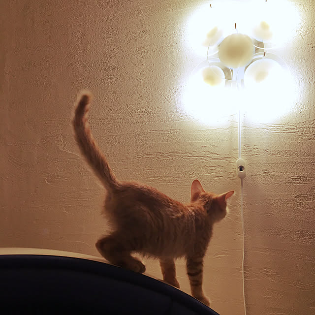 KIWIさんの実例写真