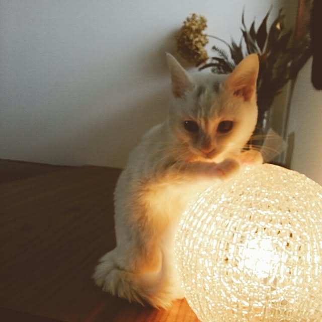 Nemutagarionさんの実例写真