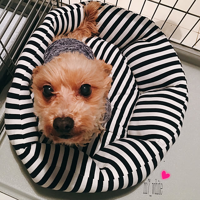 micchiさんの実例写真