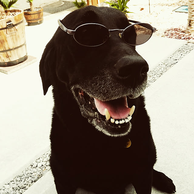 実例写真