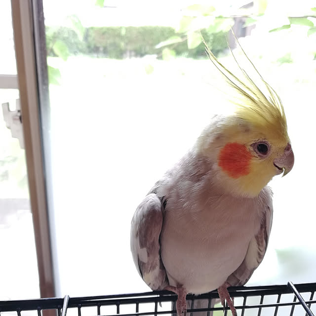 amanojakuさんの実例写真
