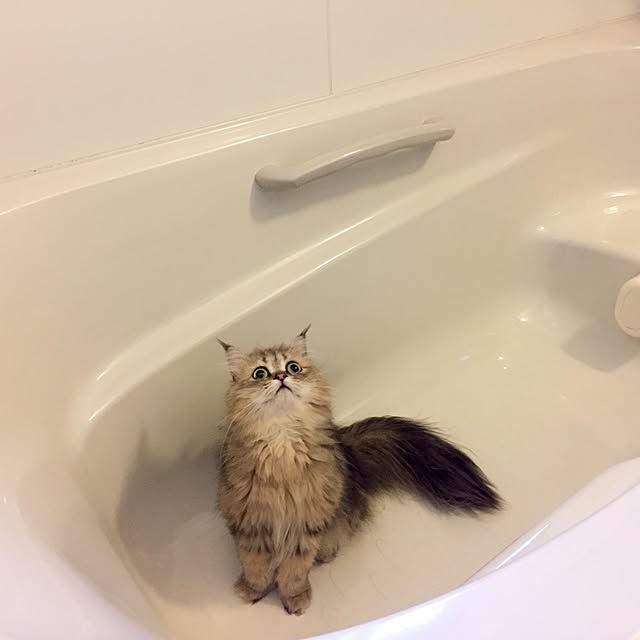 butachanさんの実例写真