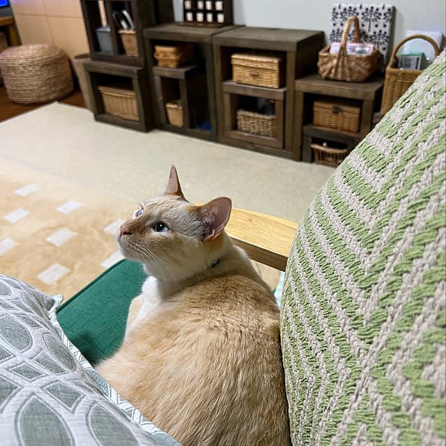 今日のねこ/笹かま猫/茶色が好き/ダイソー/猫と暮らす家...などのインテリア実例 - 2022-07-02 21:54:59