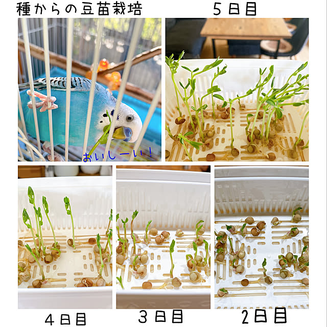 mamさんの実例写真
