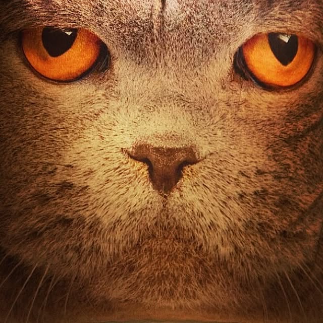Kikoさんの実例写真