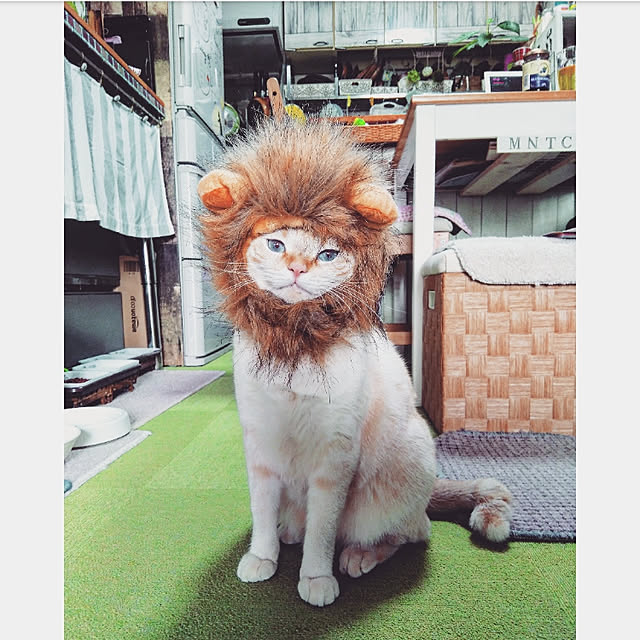 mntcさんの実例写真