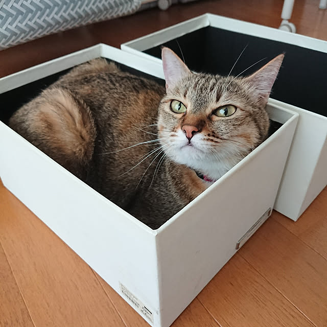maikyさんの実例写真
