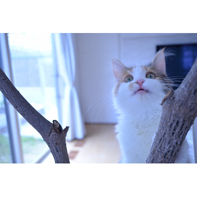kiichigoさんの実例写真