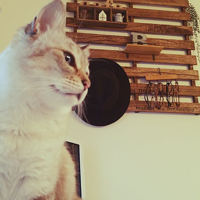 tomoppさんの実例写真