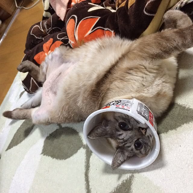 haruさんの実例写真