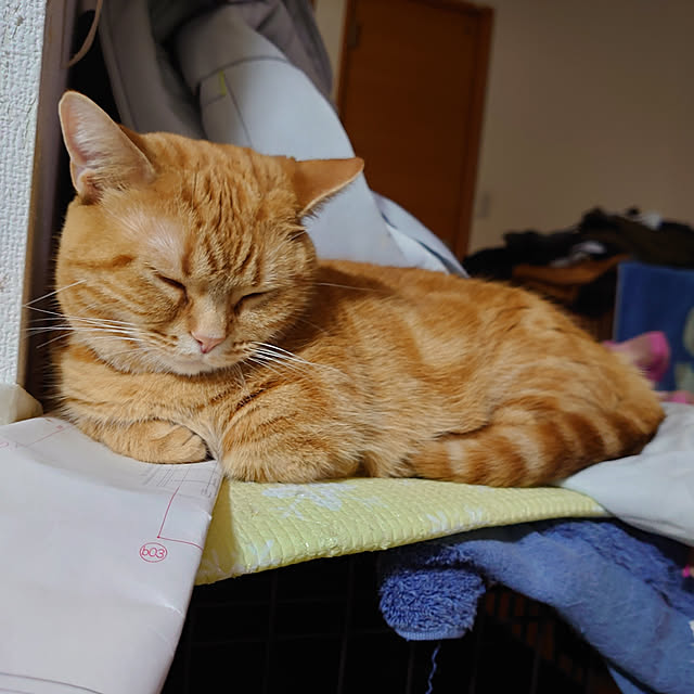 shinobuさんの実例写真