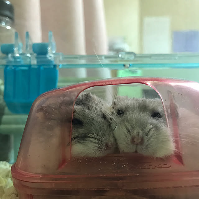 Ayakoさんの実例写真