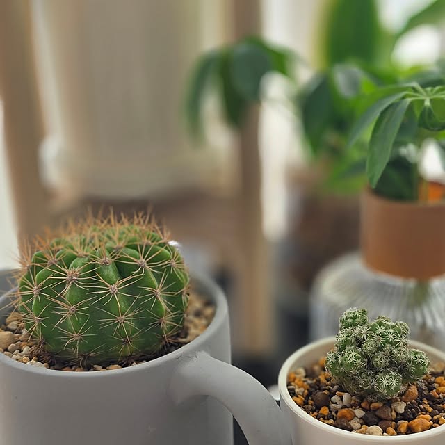 mint_greenさんの部屋