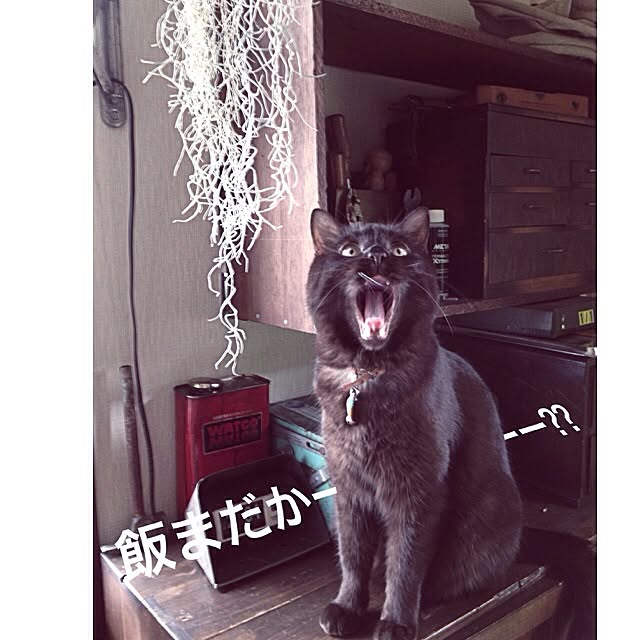 jnkaiさんの実例写真