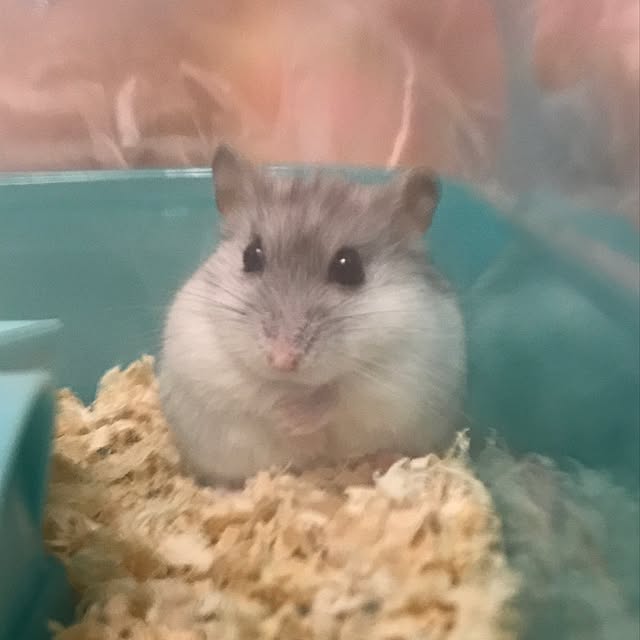 jnjnforesterさんの実例写真