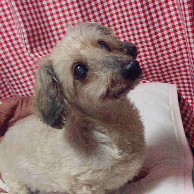 pattyさんの実例写真
