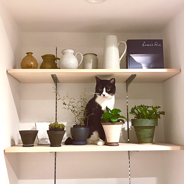 pooさんの実例写真
