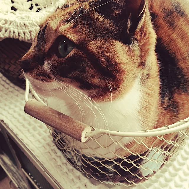 erikoさんの実例写真