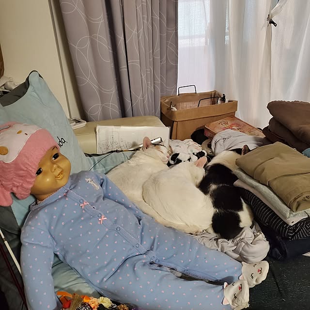 HOTARU.catさんの実例写真