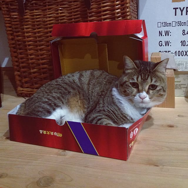 shiさんの実例写真