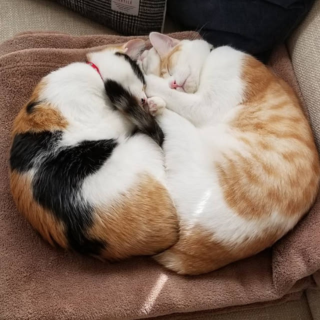 koyurizuさんの実例写真