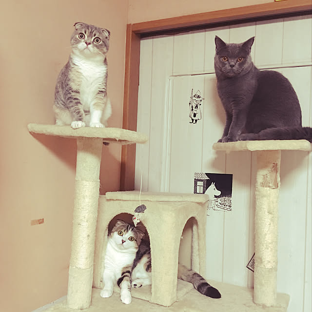 CATさんの実例写真