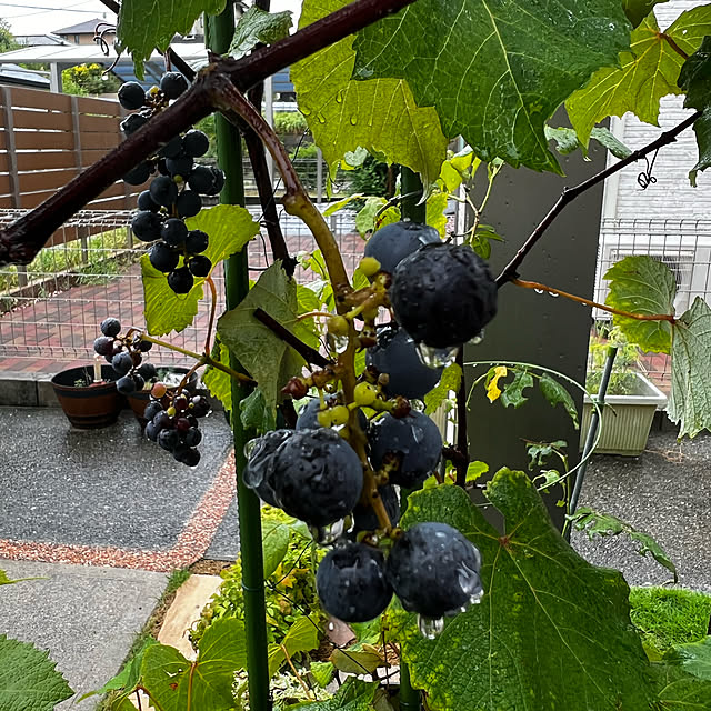 部屋全体のインテリア実例 - 2022-09-15 01:51:09