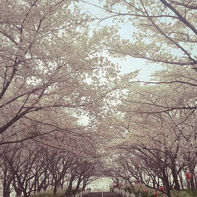 cocoa-winterさんの実例写真