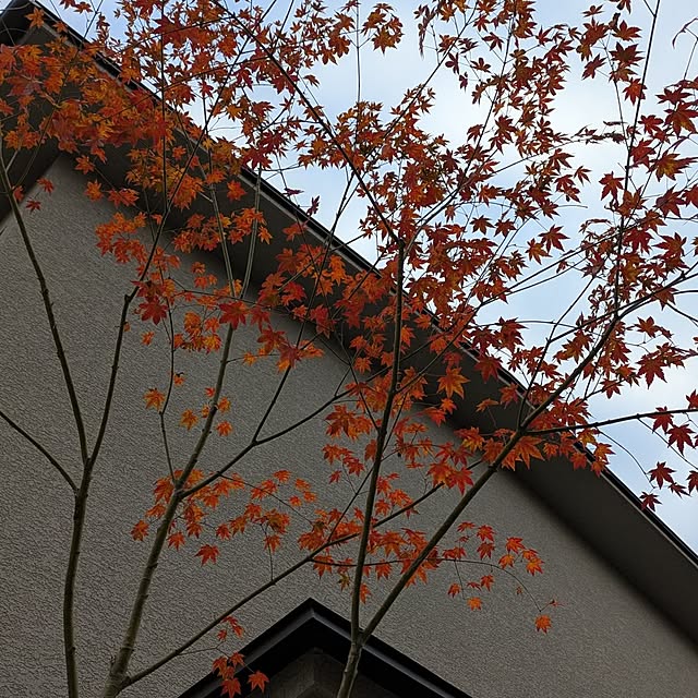 moさんの実例写真