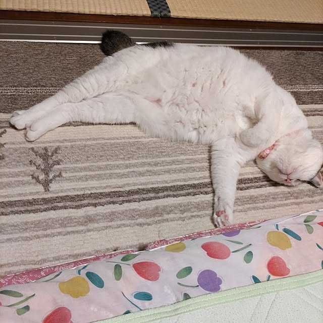 yuuさんの実例写真