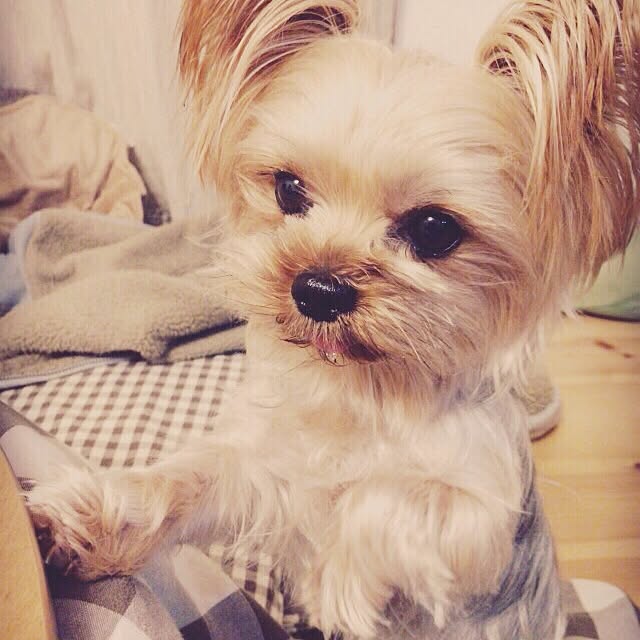 misacoさんの実例写真