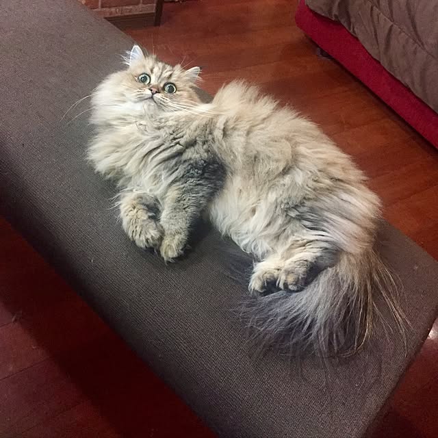 butachanさんの実例写真