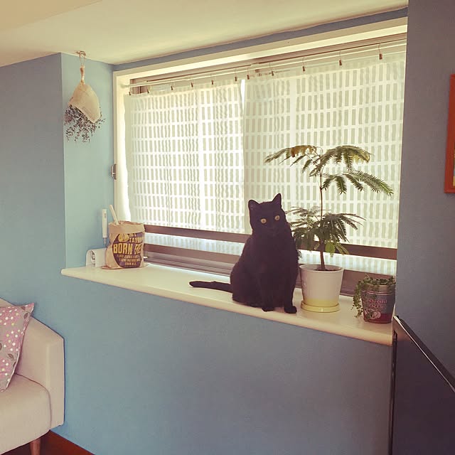 chirotanさんの実例写真