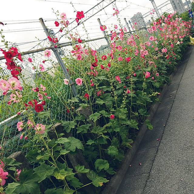 mimi828さんの実例写真