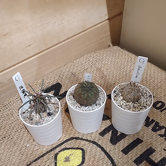 t.yumiさんの部屋