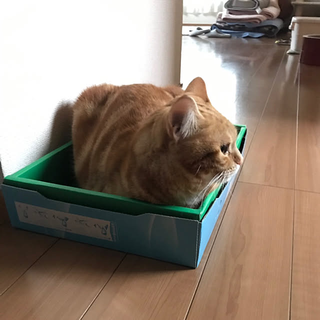 polcoさんの実例写真