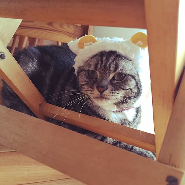 hiyupan88さんの実例写真