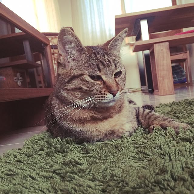 ayapiiiiceさんの実例写真