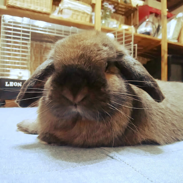 xxakemichxxさんの実例写真