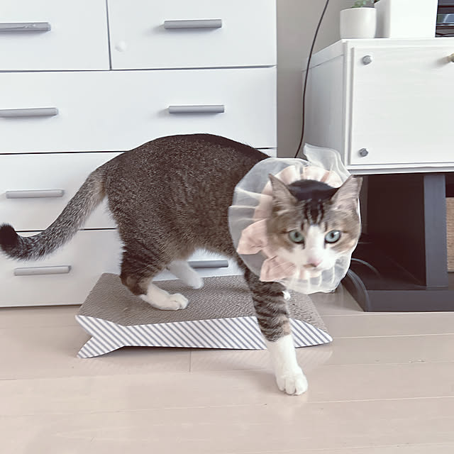 nekomiさんの実例写真
