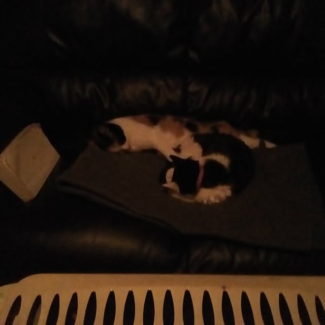 catloveさんの部屋