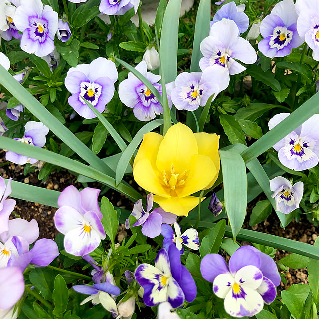 tomoさんの実例写真