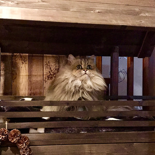 butachanさんの実例写真