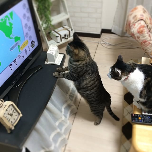 momijiさんの実例写真