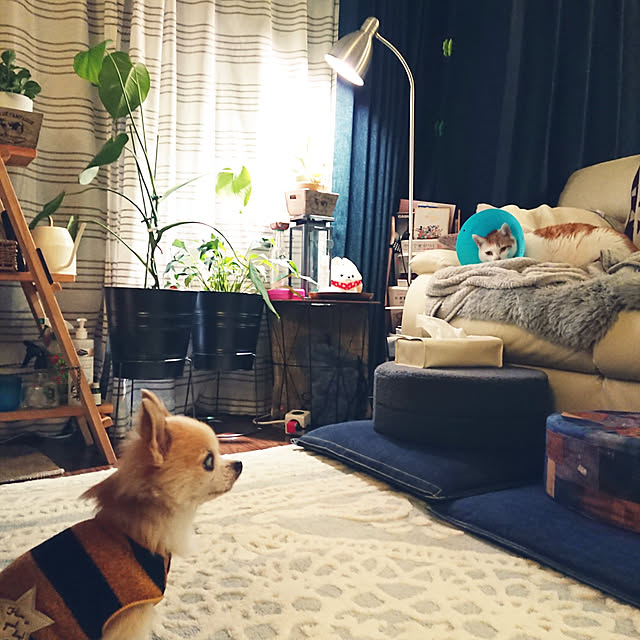 porinさんの実例写真