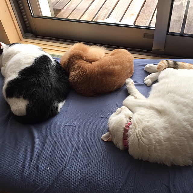 odekoさんの実例写真