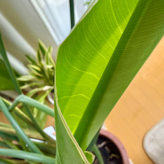 sakura-51さんの実例写真